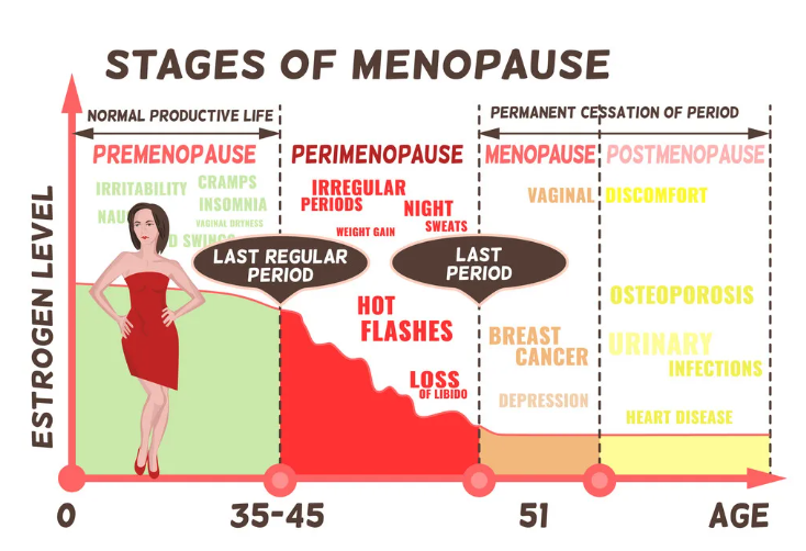 stages of menopause